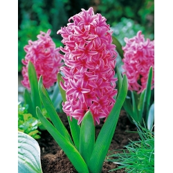 Hyacinthus orientalis - Pink Pearl - pacchetto di 3 pezzi -  Hyacinthus orientalis 