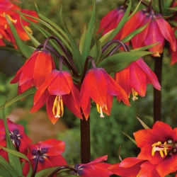 Рябчик императорский - красный -  Fritillaria imperialis