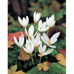 Crocus Ochroleucus - 10 květinové cibule