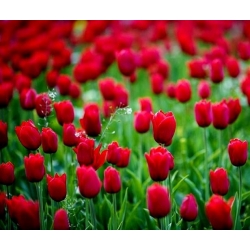 Tulipa Spring Song - Tulip Spring Song - 5 หลอด