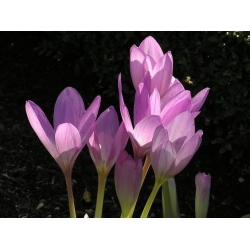 Colchicum Lilac Wonder - Осінній Луг Шафран Бузок Чудо - цибулина / бульба / корінь -  Colchicum