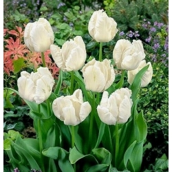 Tulipaner White Parrot - pakke med 5 stk - Tulipa White Parrot
