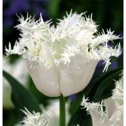 Tulipa Swan Wings - Tulip Swan Wings - 5 bulbs