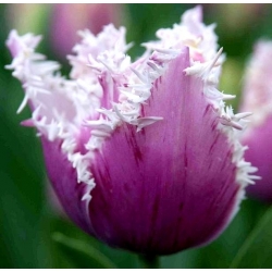 Tulipa American Engle - Тюльпан американський Engle - 5 цибулин - Tulipa American Eagle