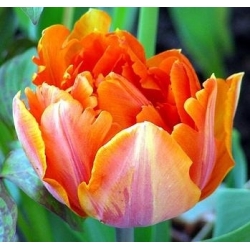 Tulipa Orange Αγαπημένο - Tulip Orange Αγαπημένο - 5 βολβοί - Tulipa Orange Favourite