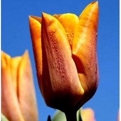 Tulipa Fidelio - Tulip Fidelio - 5 bulbs