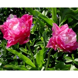 Môže Wonder tulipán - 5 ks. - Tulipa May Wonder