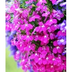 Lobelia Riviera Rose siemenet - Lobelia pendula - 3200 siementä - Lobelia erinus