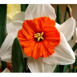 Påskeliljeslekta - Professor Einstein - pakke med 5 stk - Narcissus