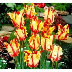 Tulipa Flaming Parrot - Tulip Flaming Parrot - 5 bebawang