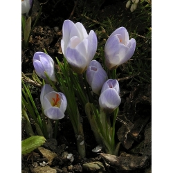 Crocus Blue Pearl - 10 kvetinové cibule