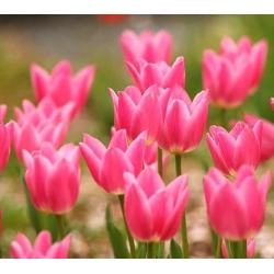 Tulipaner China Pink - pakke med 5 stk - Tulipa China Pink