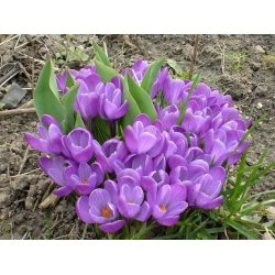 Crocus spomienka - 10 kvetinové cibule - Crocus Remembrance