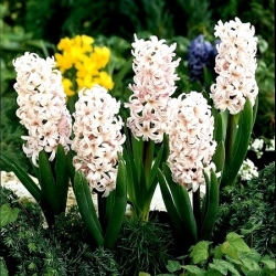 Lady Derby hyacinth - 3 buah. -  Hyacinthus orientalis