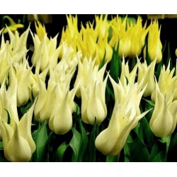 Tulpes Saporro - 5 gab. Iepakojums - Tulipa Saporro