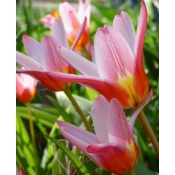 Καρδιά τουλίπα - Tulipa Heart