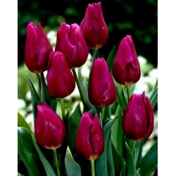 Vášnivý Tulipán - Vášnivý Tulipán - 5 květinové cibule - Tulipa Passionale