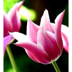 Tulipa Claudia - Tulip Claudia - 5 bulbs