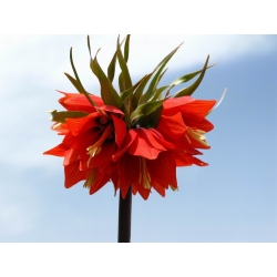 Coroa-imperial - vermelho -  Fritillaria imperialis