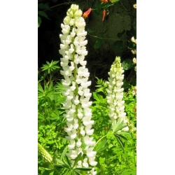 Lupine Noble Maiden seemned - Lupinus polyphyllus - 90 seemet
