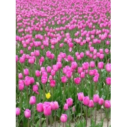 郁金香粉红钻石 - 郁金香粉红钻石 -  5个洋葱 - Tulipa Pink Diamond