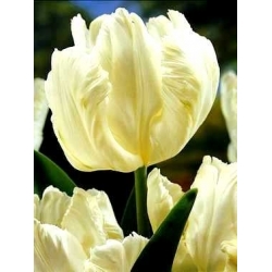 Tulipa White Parrot - Tulip White Parrot - 5 bulbs
