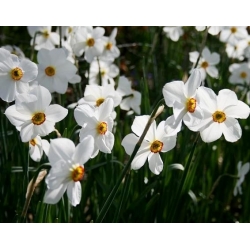 Påskeliljeslekta - Actaea - pakke med 5 stk - Narcissus
