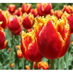 Tulp Lambada - pakket van 5 stuks - Tulipa Lambada