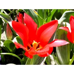 Червона Шапочка - Тюльпан Червона Шапочка - 5 цибулин - Tulipa Red Riding Hood