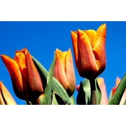 费黛里奥郁金香 - 郁金香费黛里奥 -  5个洋葱 - Tulipa Fidelio