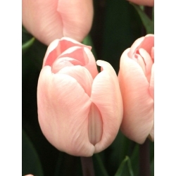 Douglas Baader tulipán - 5 ks. - Tulipa Douglas Baader