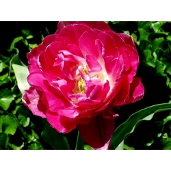 Tulipa May Wonder - pacote de 5 peças