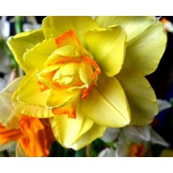 Нарцис Таїті - Нарцис Таїті - 5 цибулин - Narcissus