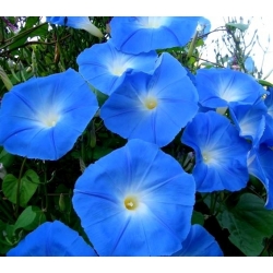Ipomoea purpurea - 135 sēklas - Heavenly blue