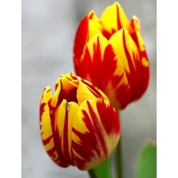 Tulipa Mickey Mouse - Тюльпан Міккі Маус - 5 цибулин