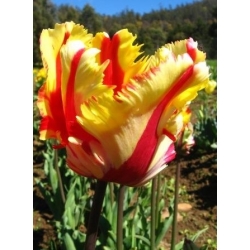 Tulipan Flaming Parrot - pakke med 5 stk - Tulipa Flaming Parrot