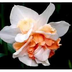 Narcisov cvetlični odliv - Narcisna cvetlična odcep - 5 žarnic - Narcissus
