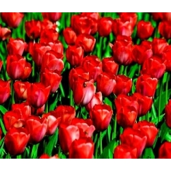 チューリップオランダ - チューリップオランダ -  5球根 - Tulipa Hollandia