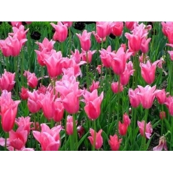 טוליפה סין ורוד - טוליפ סין ורוד - 5 בצל - Tulipa China Pink
