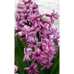 Аметист гіацинт - 3 шт. -  Hyacinthus orientalis