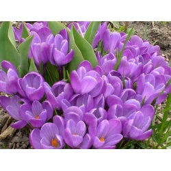 Crocus spomienka - 10 kvetinové cibule - Crocus Remembrance