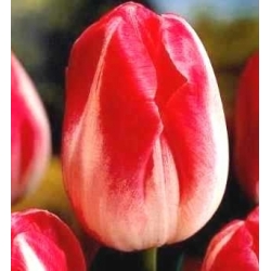 Halaman Polka tulip - 5 pcs. - Tulipa Page Polka