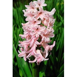 Hyacinthus orientalis - Lady Derby - pacchetto di 3 pezzi -  Hyacinthus orientalis