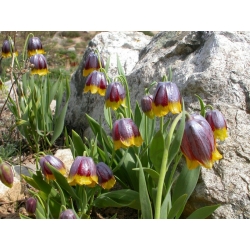 Ruteliljeslekta - Uva Vulpis - pakke med 5 stk -  Fritillaria