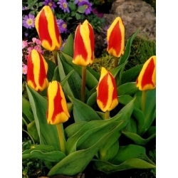 Tulpės Gluck - pakuotėje yra 5 vnt - Tulipa Gluck