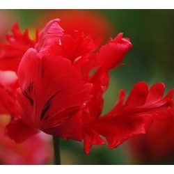 Тюльпан Erna Lindgreen - пакет из 5 штук - Tulipa Erna Lindgreen