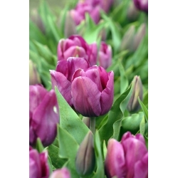 Tulipa Recreado – Tulpe Recreado - 5 Zwiebeln