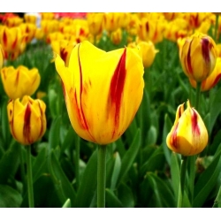 Tulipa Washington - Tulip Washington - 5 čebulic