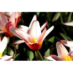 Tulip hati - Tulipa Heart