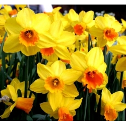 Narcissus Jetfire - Narcis Jetfire - 5 kvetinové cibule